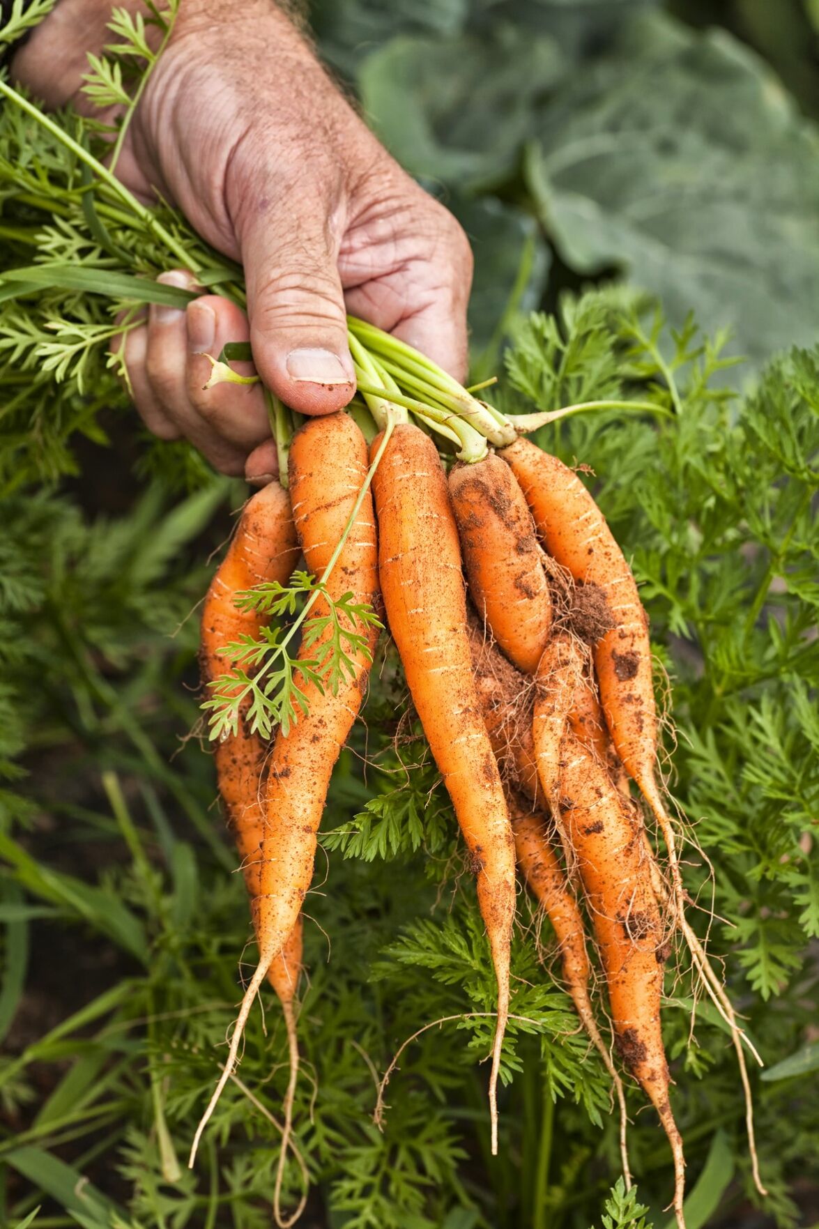 carrot